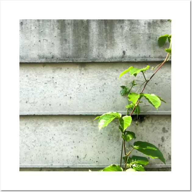 Vine of Betel plant growing up on the cement wall Wall Art by FOGSJ